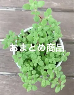 satton様 リクエスト 2点 まとめ商品