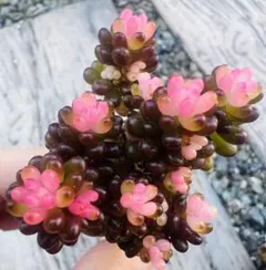 セール　多肉植物　レッドベリー錦　群生1株 　根土付き発送