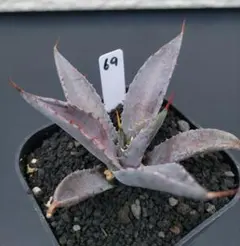 さくさく様 リクエスト 2点 まとめ商品