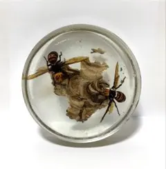 オオスズメバチ　女王蜂　立体標本2503 オオスズメバチ 女王蜂 立体標本2503 - メルカリ