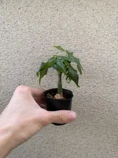 2025年最新】パキラ 実生の人気アイテム - メルカリ