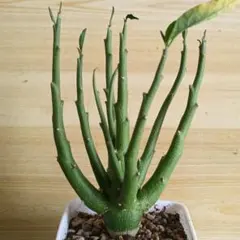 755 貴重 希少植物 太め良型超大株 アデニア ペチュエリー特選実生株 755 貴重 希少植物 太め良型超大株 アデニア ペチュエリー特選実生株
