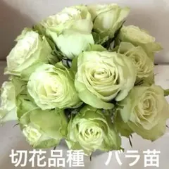 切花品種　バラ苗　グリーン系　７.５cmポット❹“ネコポスで発送