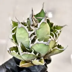 白火焔　ホワイトファイア アガベホワイトファイヤー | STORES