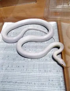 白蛇の抜け殻　縁起物にのサムネイル