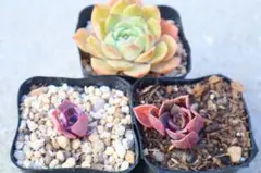 多*ま様 エケベリア3品種セット「ネオンブレーカーズ&Onslow &ヴァンパイ