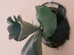 P.Willinckii Dwarf Tatsuta spore ドワーフタツタ - メルカリ