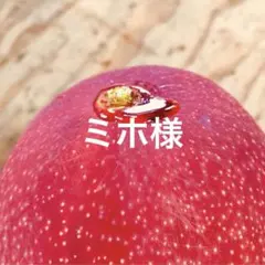 お得】農家直送!! 完熟マンゴーおまかせパック 5kg クール宅急便