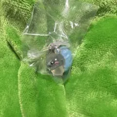 ちいかわ めじるしアクセサリー2 モモンガ