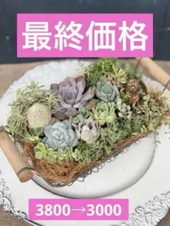 多肉植物寄せ植え そのまま飾れる バック型ブリキ☆** - メルカリ