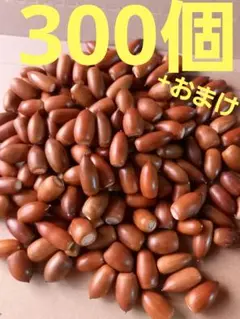 どんぐり　マテバシイ　300個+おまけ