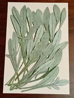 Item thumbnail for item 3202f643-2c82-4c82-ac69-d5aaeb9c3865