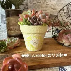 リメイク鉢 ガーデニング