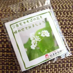 메밀 꽃 씨앗 5