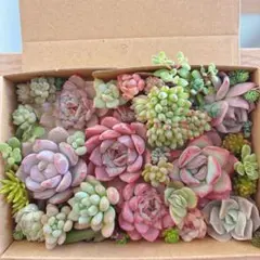 2025年最新】多肉 カット苗セットの人気アイテム - メルカリ