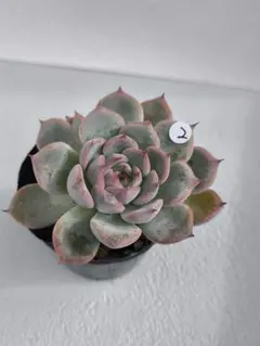 2025年最新】ミックスベリア ブルーベリームーンの人気アイテム