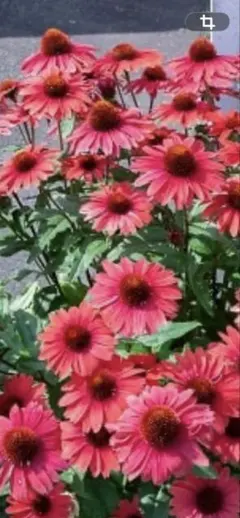 ふふふ様 リクエスト 2点 まとめ商品