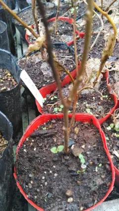 Norio ISHIZAKI様 リクエスト 4点 まとめ商品