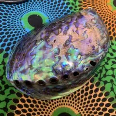 【美品】レア♡ニュージーランド産孔雀アワビ