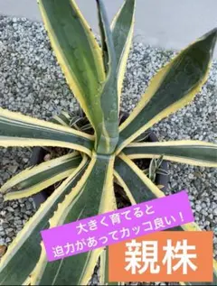 2025年最新】アガベアメリカーナの人気アイテム - メルカリ