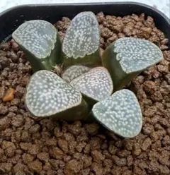 ツナマヨ様 リクエスト 2点 まとめ商品