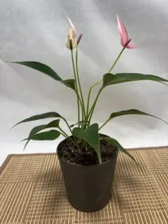 アンドレアナム ジゾー パープル 珍しい細花 美しい観葉植物 抜き苗1株のサムネイル