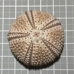 天然素材　ウニ殻　シーウーチン　綺麗なガンガゼ　標本 天然素材 ウニ殻 シーウーチン 綺麗なガンガゼ 標本