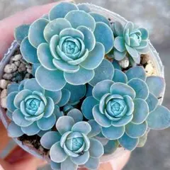 ホワイトファイア、スナグルセット抜き苗発送 メルカリで売れた抜き苗の梱包方法。必要な資材と手順、注意点を