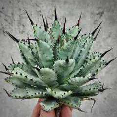 2025年最新】アガベ の人気アイテム - メルカリ