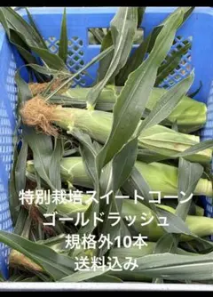 特別栽培スイートコーン　ゴールドラッシュ　規格外10本のサムネイル