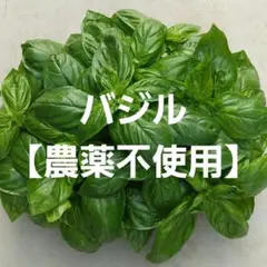 新鮮バジル 【農薬不使用】150g　 ネコポス発送のサムネイル