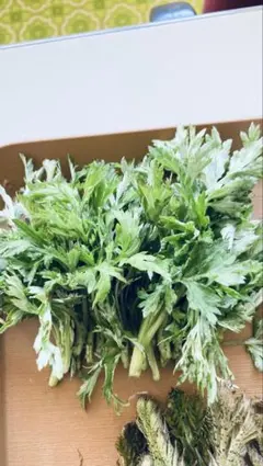 採りたてヨモギ若芽のサムネイル