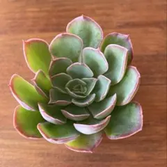 2025年最新】おらいさん苗の人気アイテム - メルカリ