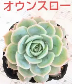 ꕤclara*様 リクエスト 2点 まとめ商品