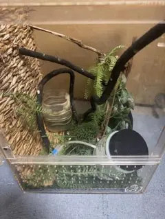 爬虫類用アクリル飼育ケージ ドリッパー付きのサムネイル