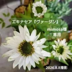 ピンクデニム、全面2段フリルトートバッグ・ダルメシアン柄 - メルカリ