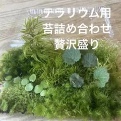 テラリウム用　苔詰め合わせ　贅沢盛り　Mのサムネイル