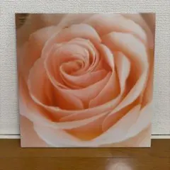 サニーデイ・サービス Best Flower B Side Collection