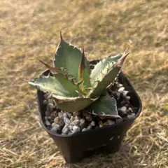 アガベオテロイ実生超選抜　親株出品 2025年最新】オテロイ実生選抜の人気アイテム - メルカリ