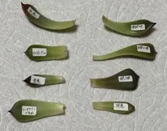 多肉植物 ミックスベリア おらいさん 葉挿し 8枚セット 鬼セット