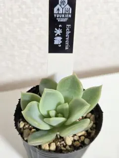 2025年最新】優木園の人気アイテム - メルカリ