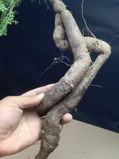 M699多肉植物 オペルクリカリア・パキプス実生 大株【落ち葉です】のサムネイル