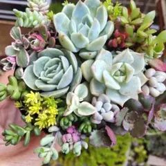 Olive様 リクエスト 2点 まとめ商品