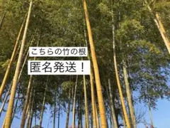 Item thumbnail for item 72c8d3eb-6d7a-4dc1-aff1-6088eea226f2