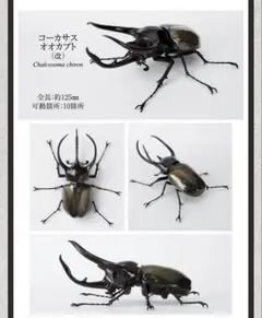 2026年最新】コーカサスオオカブト 標本の人気アイテム - メルカリ