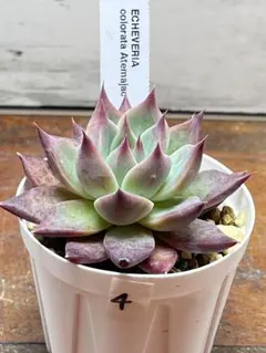 2026年最新】コロラータ アテマハックの人気アイテム - メルカリ