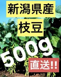 【農家直送】旬の採れたて枝豆-500gのサムネイル