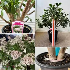 2026年最新】金のなる木 桜花月の人気アイテム - メルカリ