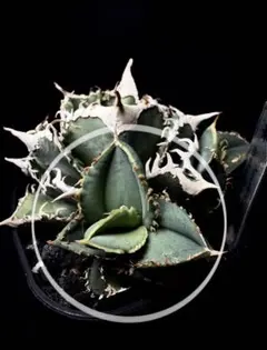 2026年最新】白豪刺の人気アイテム - メルカリ