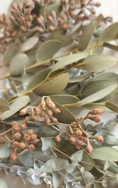 ミニサイズのドライフラワー　小箱　No.２３７　ユーカリ　アンティーク　短い茎